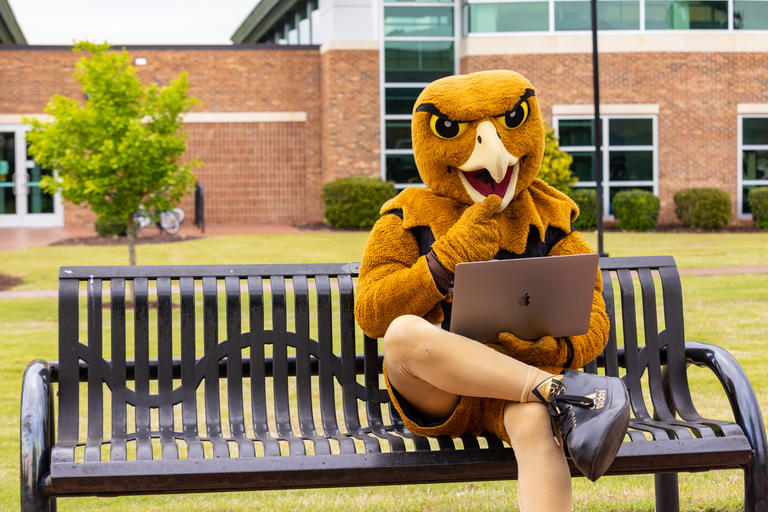 BraveHawk sitting on a bench with a laptop